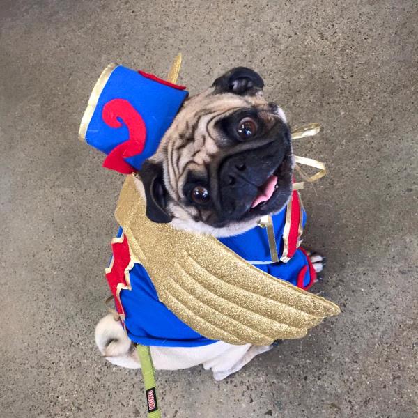 /Images/uploads/PUG NATION RESCUE OF LOS ANGELES/pugnationcalendar/entries/2387thumb.jpg
